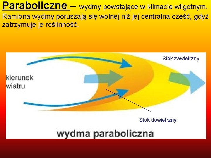 Paraboliczne – wydmy powstające w klimacie wilgotnym. Ramiona wydmy poruszają się wolnej niż jej