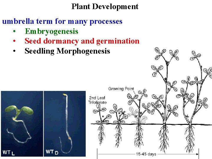 Plant Development umbrella term for many processes • Embryogenesis • Seed dormancy and germination