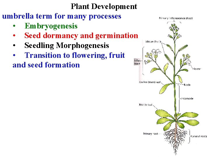 Plant Development umbrella term for many processes • Embryogenesis • Seed dormancy and germination