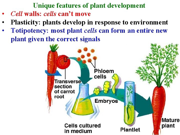 Unique features of plant development • Cell walls: cells can’t move • Plasticity: plants