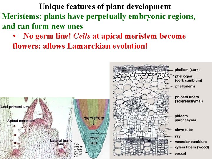 Unique features of plant development Meristems: plants have perpetually embryonic regions, and can form