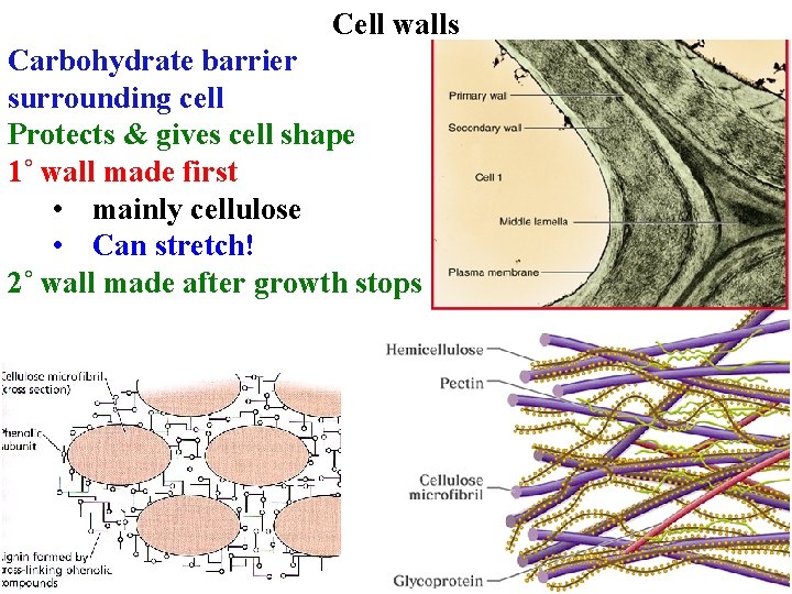 Cell walls Carbohydrate barrier surrounding cell Protects & gives cell shape 1˚ wall made