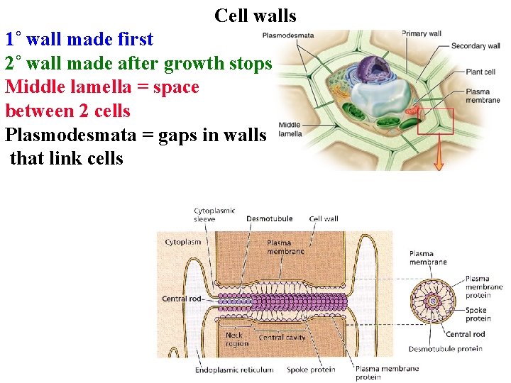 Cell walls 1˚ wall made first 2˚ wall made after growth stops Middle lamella