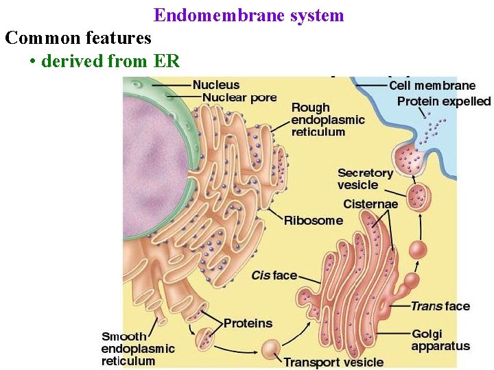 Endomembrane system Common features • derived from ER 