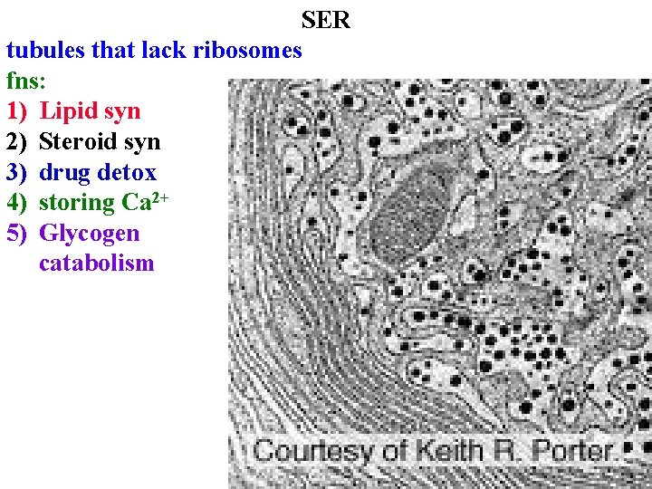 SER tubules that lack ribosomes fns: 1) Lipid syn 2) Steroid syn 3) drug