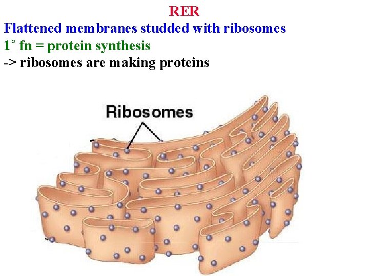 RER Flattened membranes studded with ribosomes 1˚ fn = protein synthesis -> ribosomes are