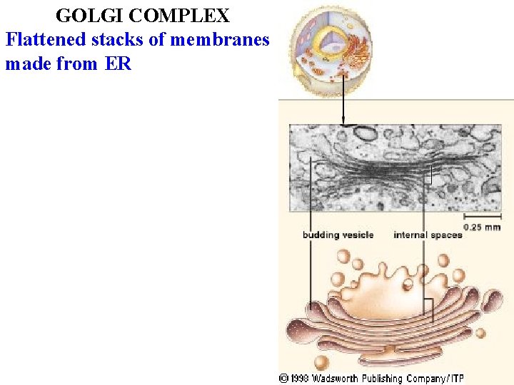 GOLGI COMPLEX Flattened stacks of membranes made from ER 