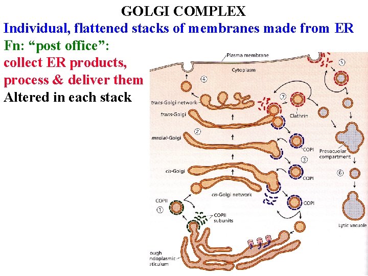 GOLGI COMPLEX Individual, flattened stacks of membranes made from ER Fn: “post office”: collect