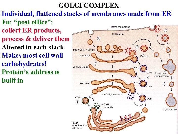 GOLGI COMPLEX Individual, flattened stacks of membranes made from ER Fn: “post office”: collect