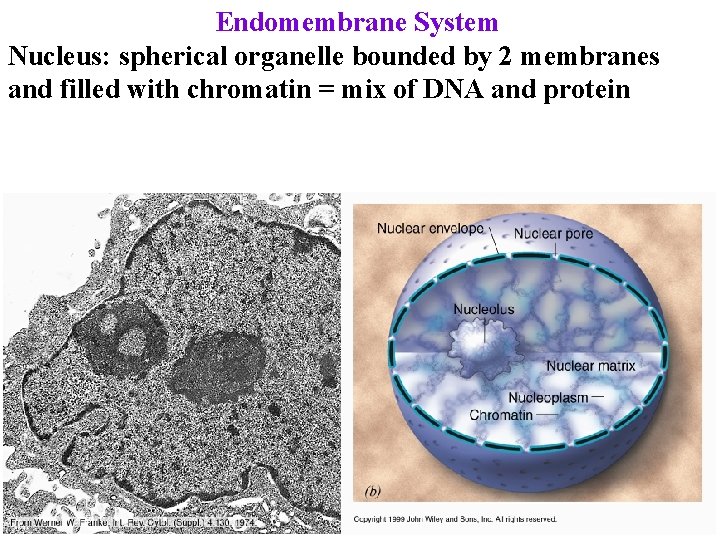 Endomembrane System Nucleus: spherical organelle bounded by 2 membranes and filled with chromatin =