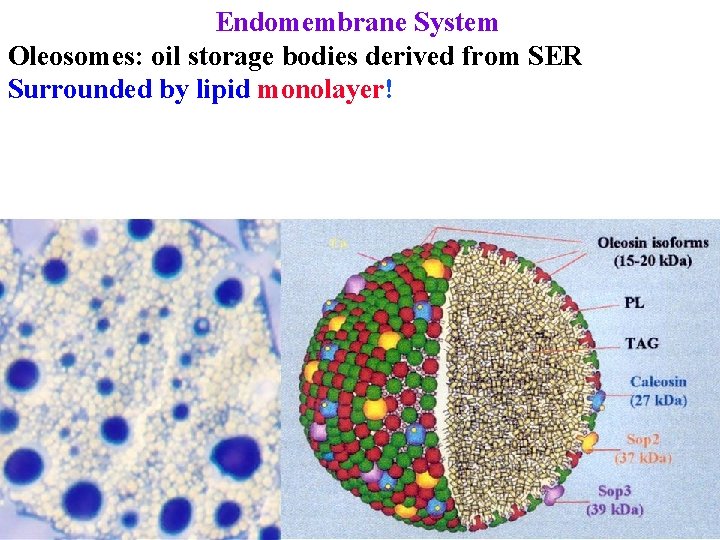 Endomembrane System Oleosomes: oil storage bodies derived from SER Surrounded by lipid monolayer! 