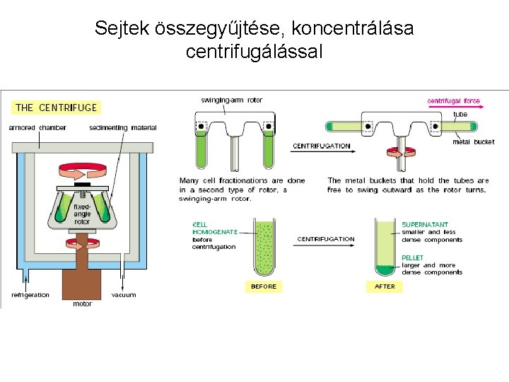 Sejtek összegyűjtése, koncentrálása centrifugálással 