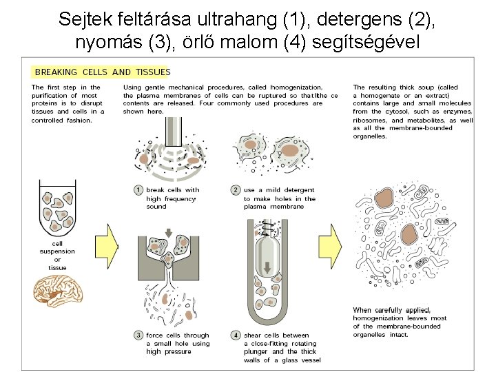 Sejtek feltárása ultrahang (1), detergens (2), nyomás (3), örlő malom (4) segítségével 