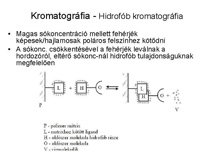 Kromatográfia - Hidrofób kromatográfia • Magas sókoncentráció mellett fehérjék képesek/hajlamosak poláros felszínhez kötődni •