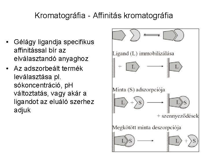 Kromatográfia - Affinitás kromatográfia • Gélágy ligandja specifikus affinitással bír az elválasztandó anyaghoz •