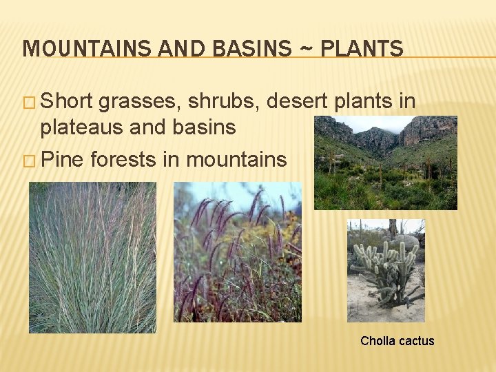 MOUNTAINS AND BASINS ~ PLANTS � Short grasses, shrubs, desert plants in plateaus and