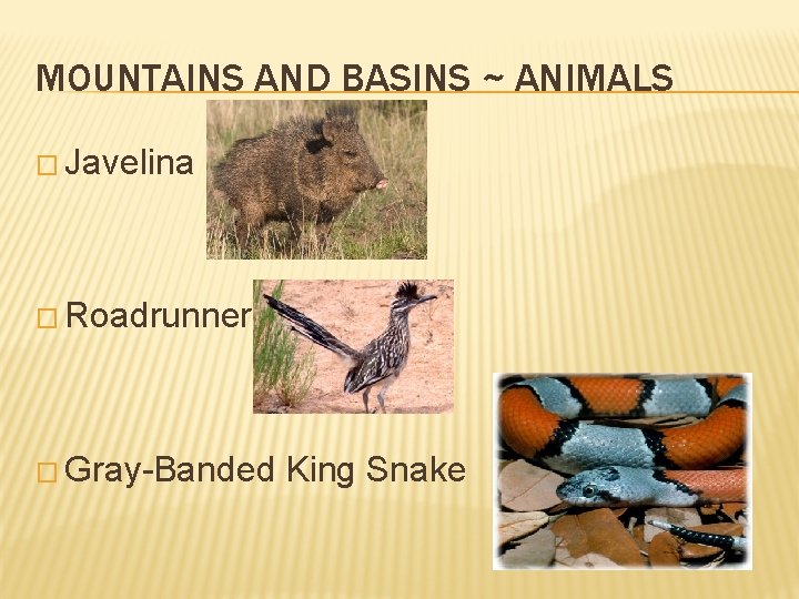MOUNTAINS AND BASINS ~ ANIMALS � Javelina � Roadrunner � Gray-Banded King Snake 