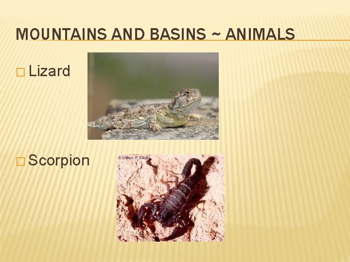 MOUNTAINS AND BASINS ~ ANIMALS � Lizard � Scorpion 