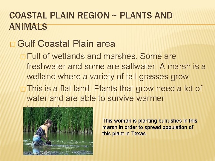 COASTAL PLAIN REGION ~ PLANTS AND ANIMALS � Gulf Coastal Plain area � Full