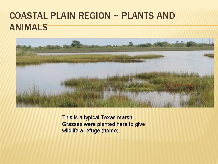 COASTAL PLAIN REGION ~ PLANTS AND ANIMALS This is a typical Texas marsh. Grasses