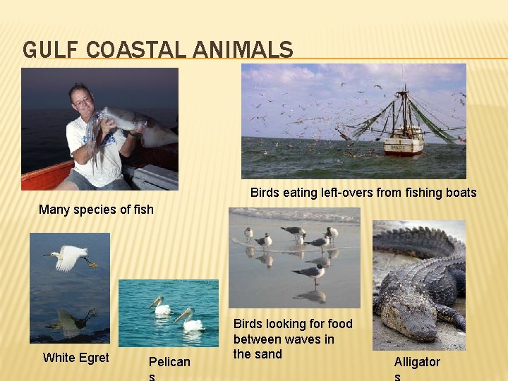 GULF COASTAL ANIMALS Birds eating left-overs from fishing boats Many species of fish White