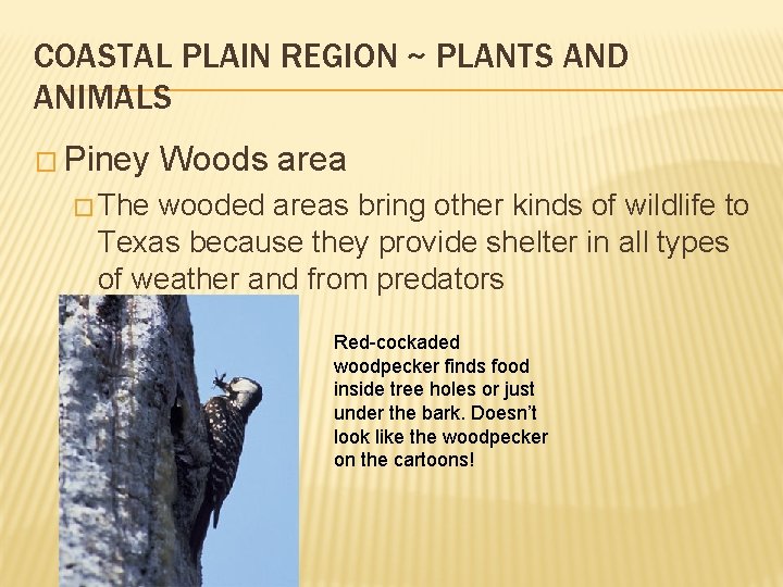 COASTAL PLAIN REGION ~ PLANTS AND ANIMALS � Piney Woods area � The wooded