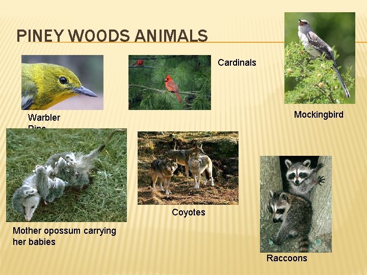 PINEY WOODS ANIMALS Cardinals Mockingbird Warbler Pine Coyotes Mother opossum carrying her babies Raccoons