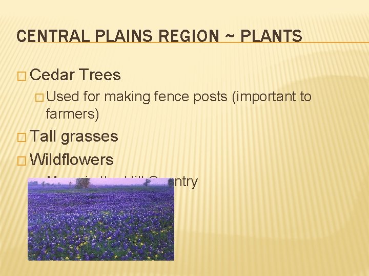 CENTRAL PLAINS REGION ~ PLANTS � Cedar Trees � Used for making fence posts