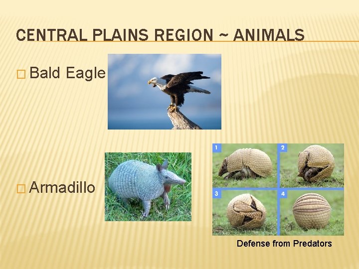 CENTRAL PLAINS REGION ~ ANIMALS � Bald Eagle � Armadillo Defense from Predators 
