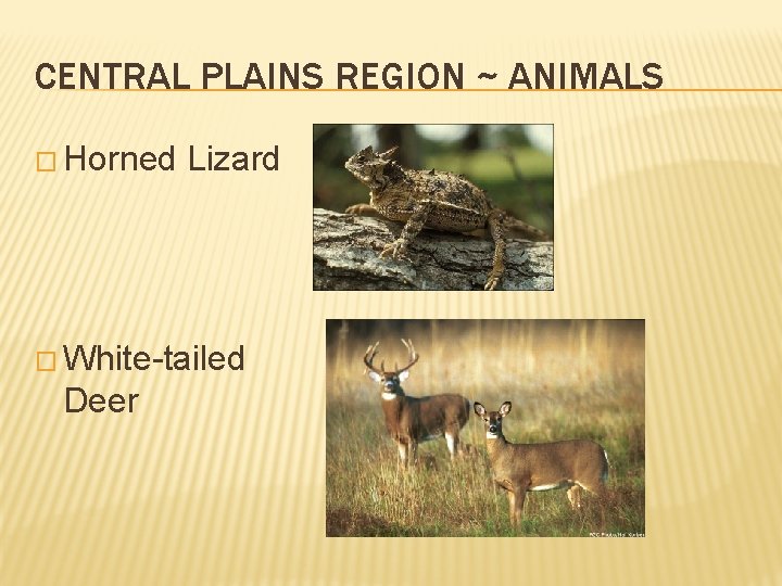 CENTRAL PLAINS REGION ~ ANIMALS � Horned Lizard � White-tailed Deer 