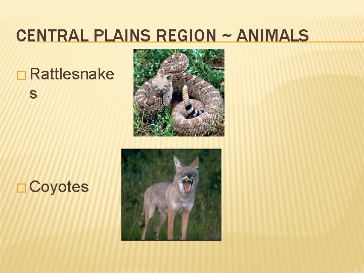 CENTRAL PLAINS REGION ~ ANIMALS � Rattlesnake s � Coyotes 