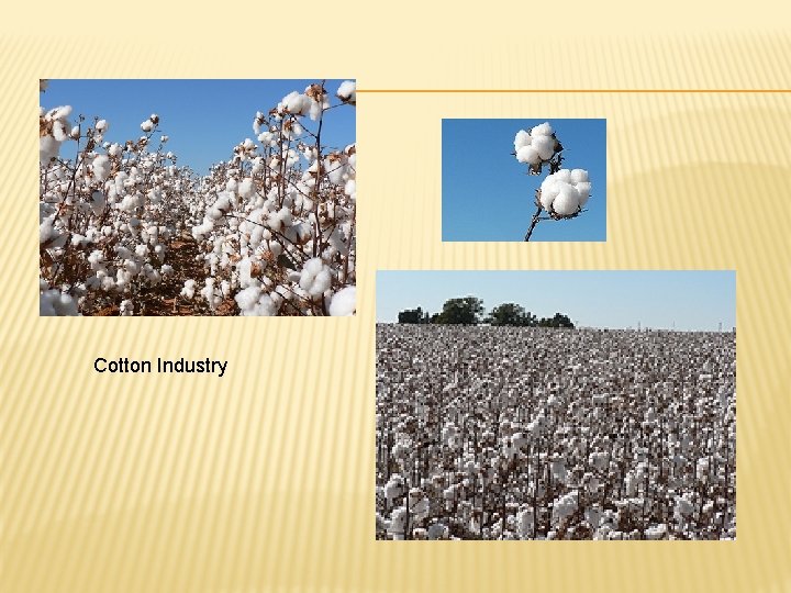 Cotton Industry 