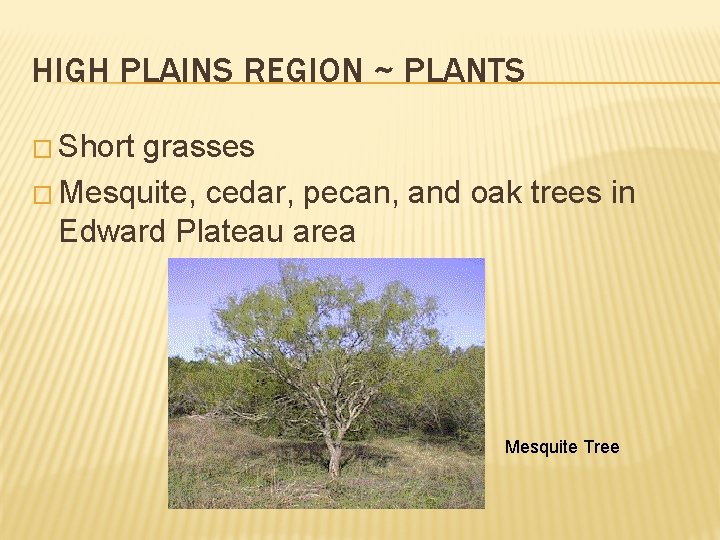 HIGH PLAINS REGION ~ PLANTS � Short grasses � Mesquite, cedar, pecan, and oak