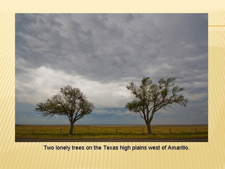Two lonely trees on the Texas high plains west of Amarillo. 
