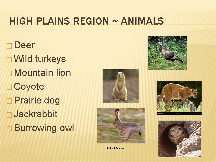 HIGH PLAINS REGION ~ ANIMALS � Deer � Wild turkeys � Mountain lion �