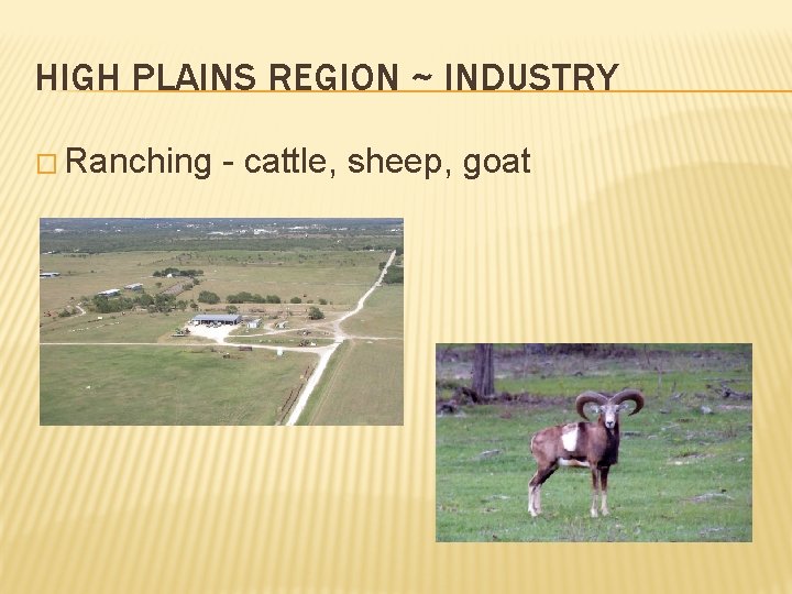 HIGH PLAINS REGION ~ INDUSTRY � Ranching - cattle, sheep, goat 