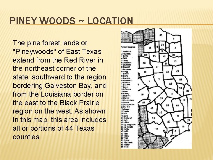 PINEY WOODS ~ LOCATION The pine forest lands or "Pineywoods" of East Texas extend