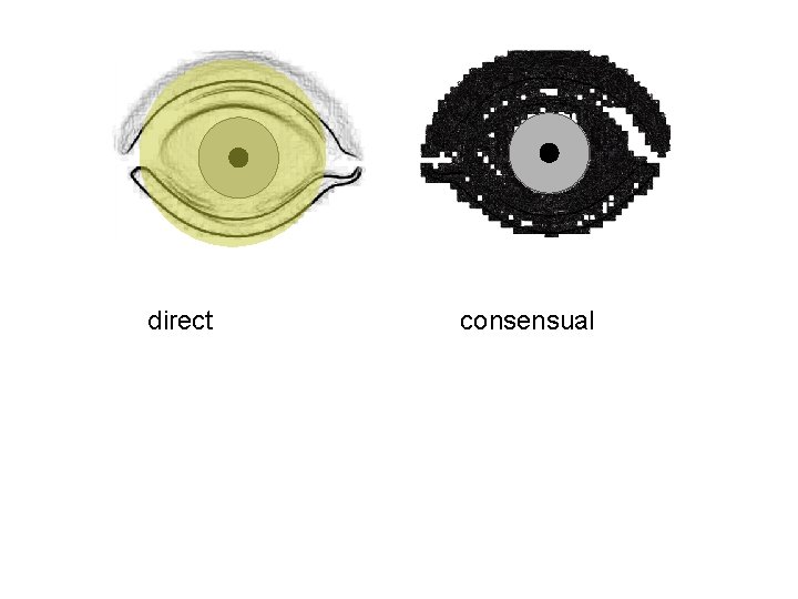 direct consensual 