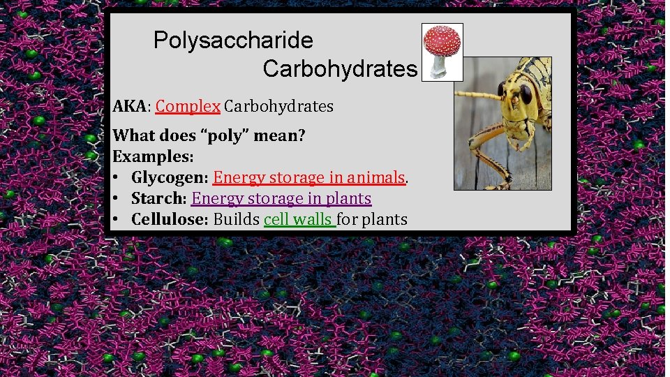 Polysaccharide Carbohydrates AKA: Complex Carbohydrates What does “poly” mean? Examples: • Glycogen: Energy storage