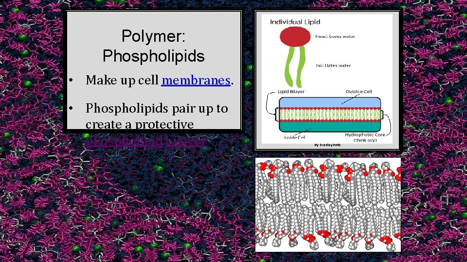 Polymer: Phospholipids • Make up cell membranes. • Phospholipids pair up to create a