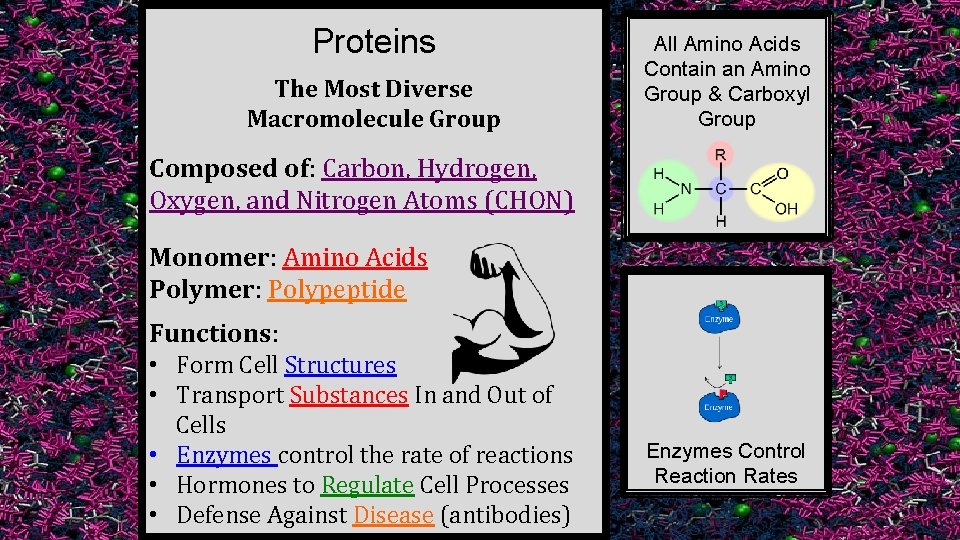 Proteins The Most Diverse Macromolecule Group All Amino Acids Contain an Amino Group &