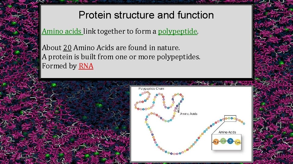 Protein structure and function Amino acids link together to form a polypeptide. About 20