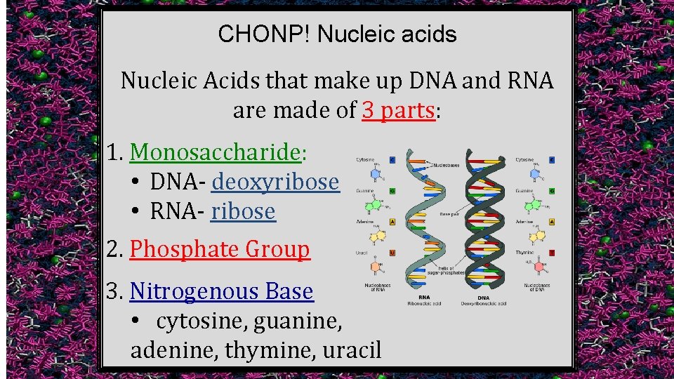 CHONP! Nucleic acids Nucleic Acids that make up DNA and RNA are made of