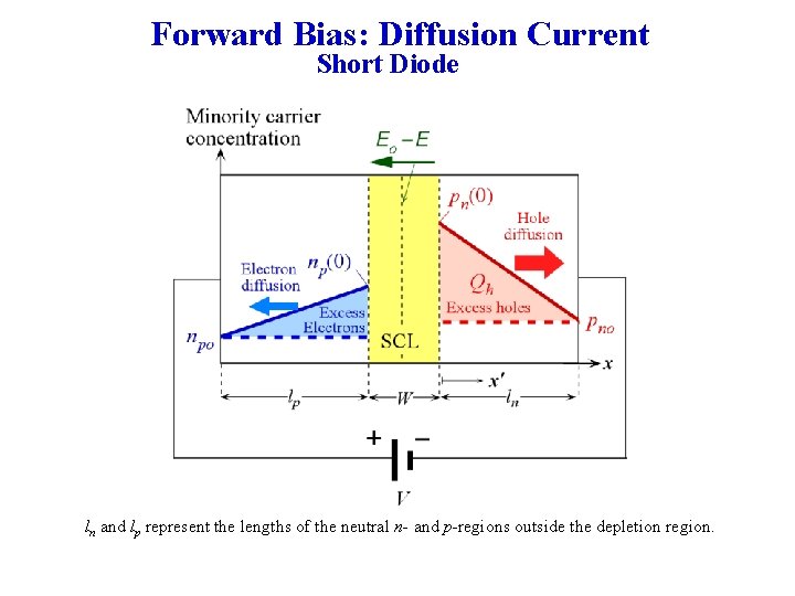 Forward Bias: Diffusion Current Short Diode ln and lp represent the lengths of the