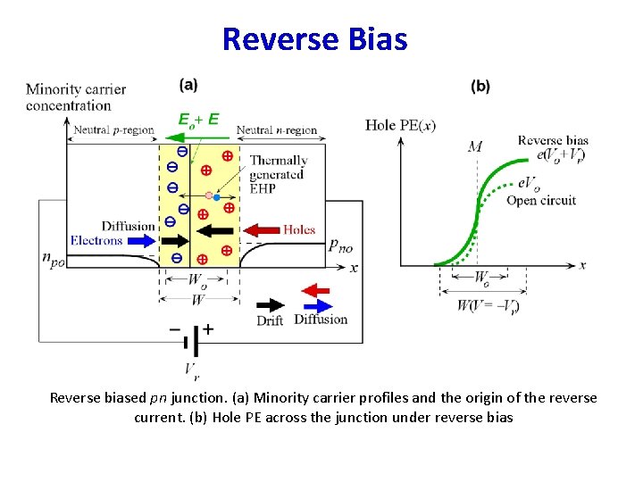 Reverse Bias Reverse biased pn junction. (a) Minority carrier profiles and the origin of