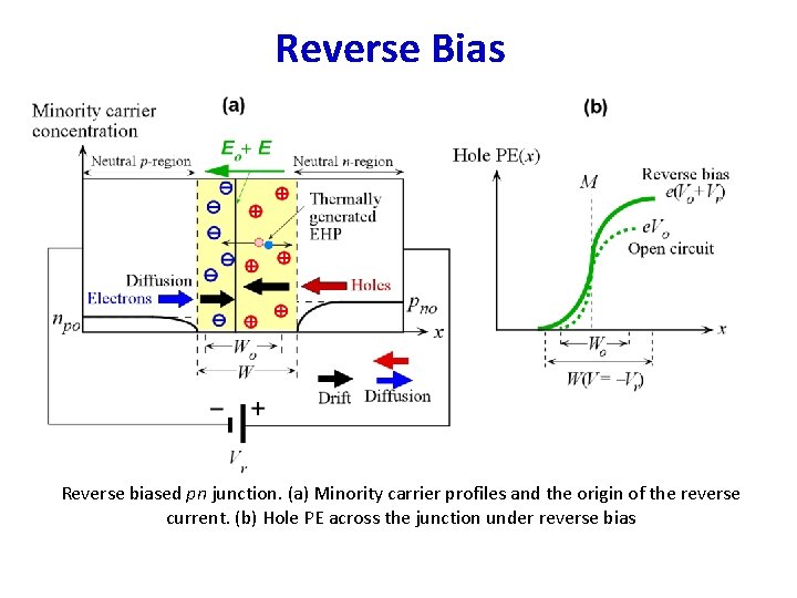 Reverse Bias Reverse biased pn junction. (a) Minority carrier profiles and the origin of Reverse Bias Reverse biased pn junction. (a) Minority carrier profiles and the origin of
