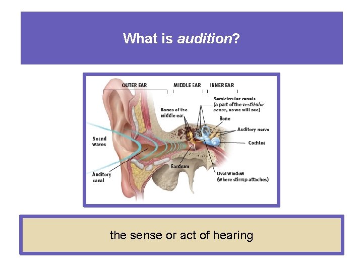 What is audition? the sense or act of hearing 