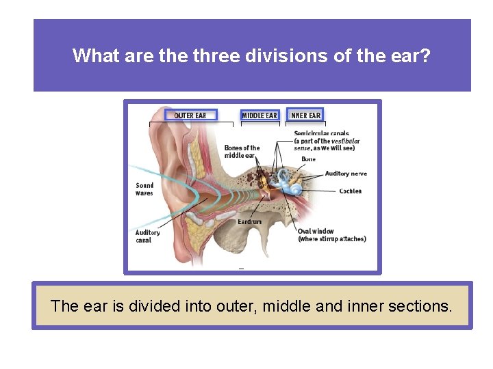 What are three divisions of the ear? The ear is divided into outer, middle