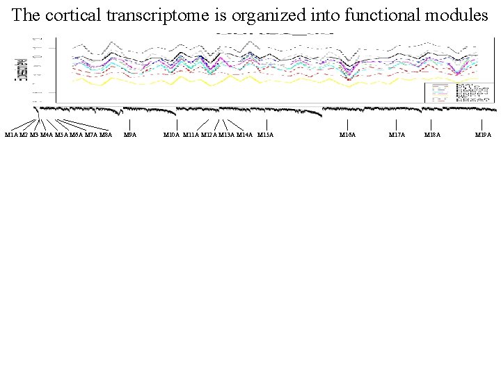 The cortical transcriptome is organized into functional modules M 1 A M 2 M