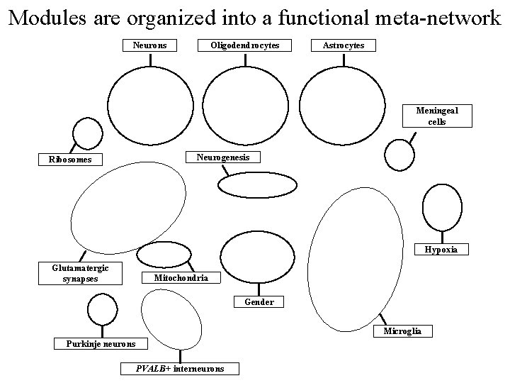 Modules are organized into a functional meta-network Neurons Oligodendrocytes Astrocytes Meningeal cells Ribosomes Neurogenesis